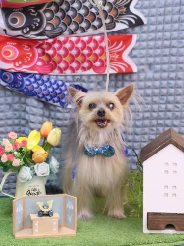 20230527ココちゃん